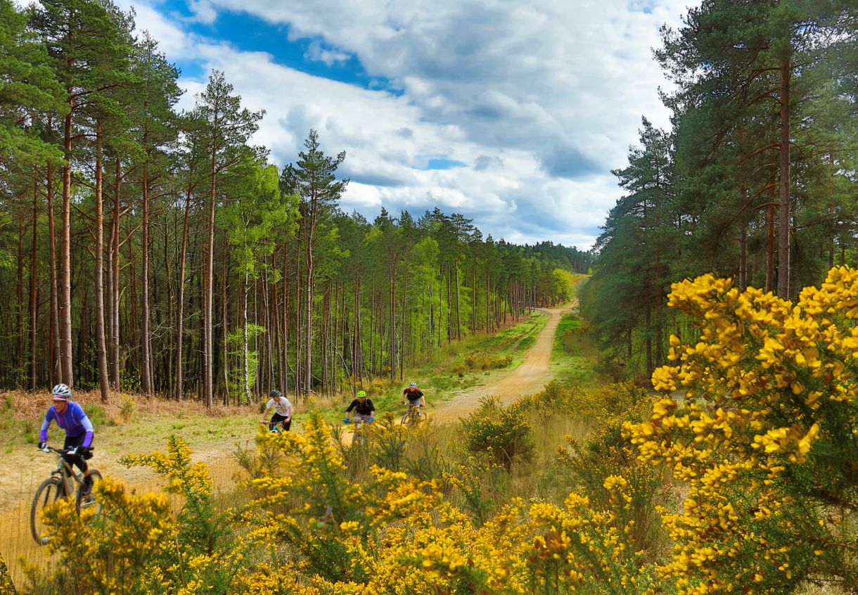 Cyclists with mountain bikes at Swinley Forest, Windsor Great Park